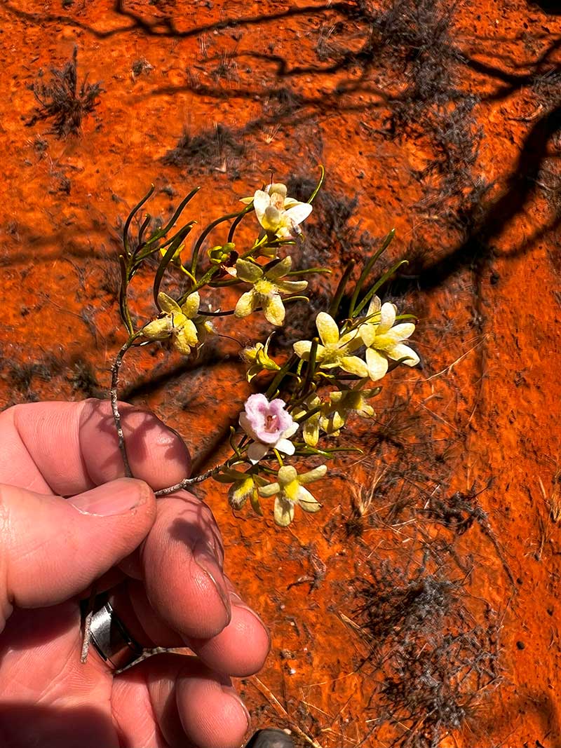 Environmental restoration RSW Environmental Services Adelaide Environmental restoration RSW Environmental Services Adelaide