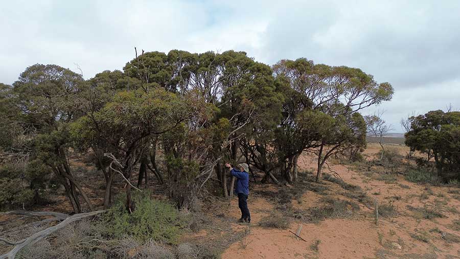 RSW Environmental Services Adelaide