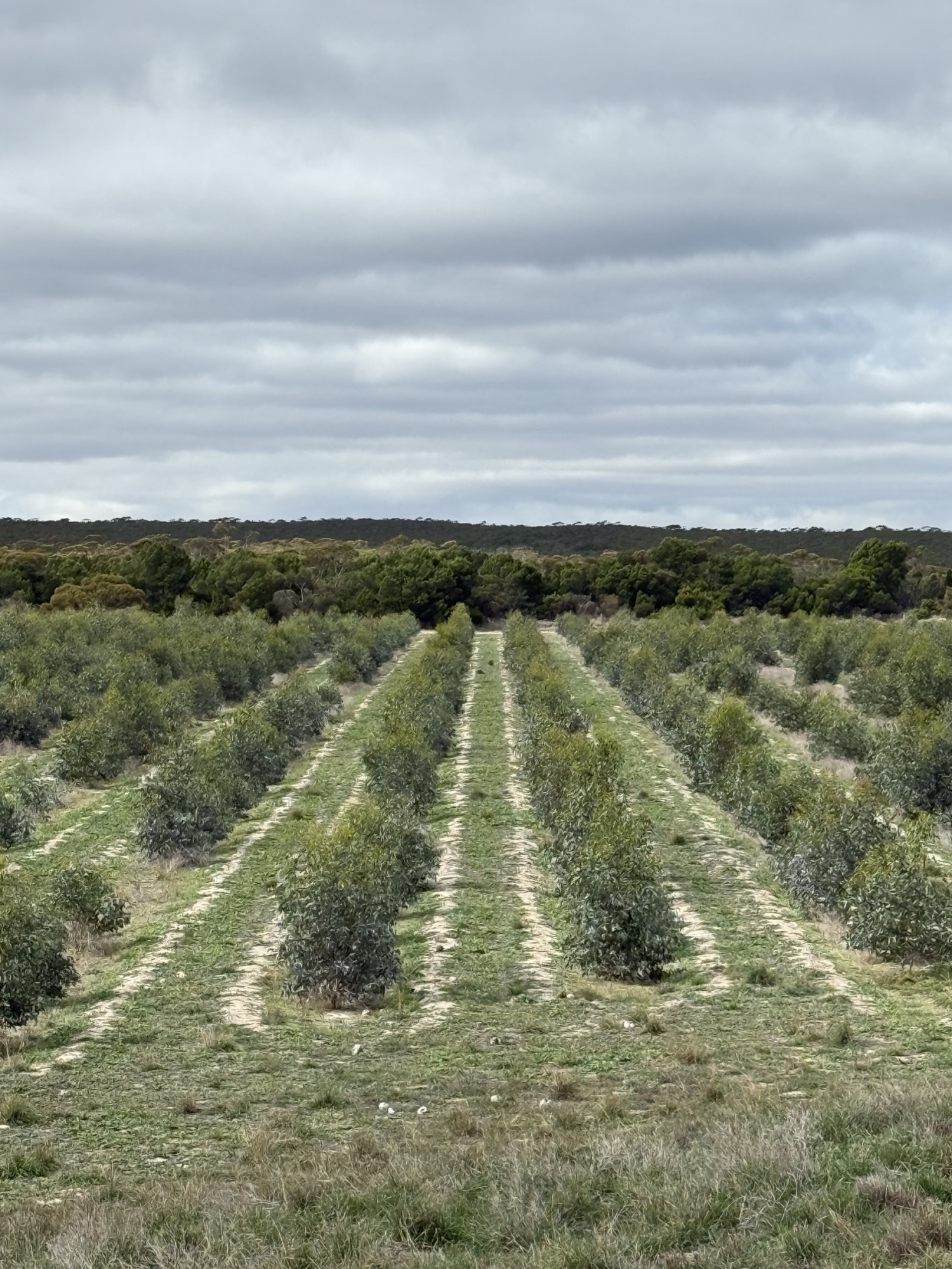 Environmental consultant Adelaide & SA – RSW Environmental 